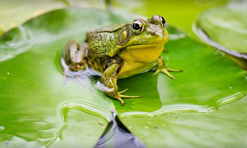 World Frog Day