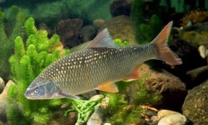 Fish, Austria, Restaurant, Environment, Television, Fishing, Offbeat