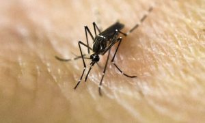 Pakistan, Africa, India, visit, research, Health, Nigeria, Kenya, Somalia, Djibouti, Sudan, South Asia, Malaria, data