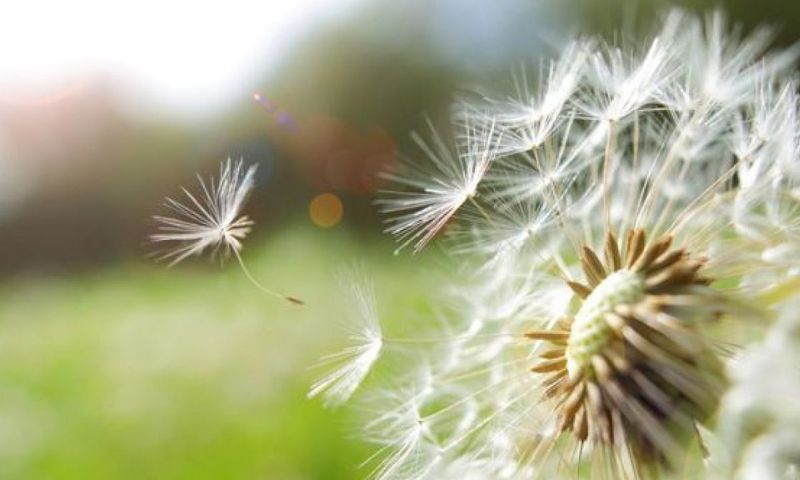 Islamabad, pollen, allergy, city, Pakistan Meteorological Department, experts