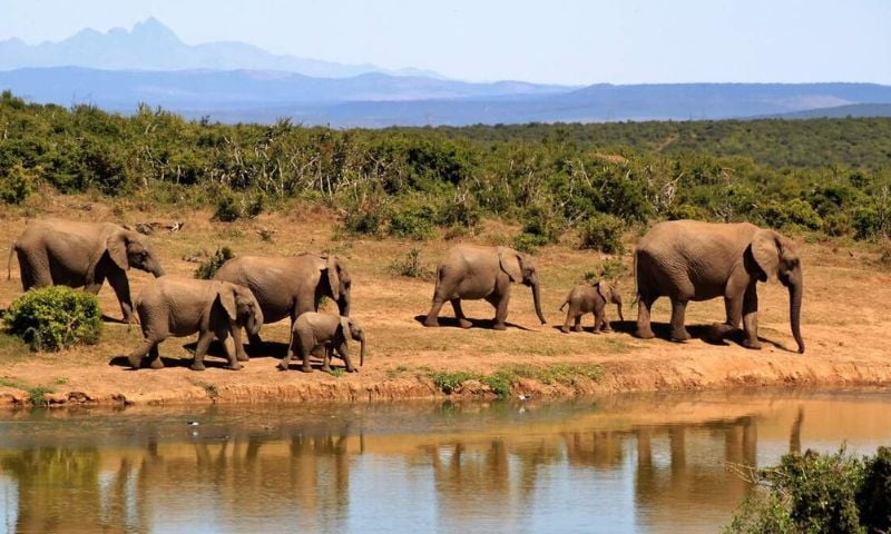 Wildlife, Earth, planet, Pakistan, digital, support, awareness,