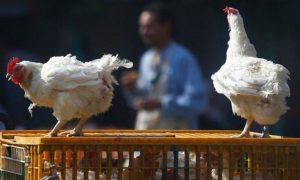 EU, EFSA, WHO, H5N1,