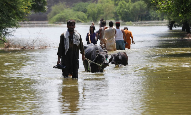 KP Govt. Unveils Dengue Control Plan Amid Post-Flood Risks