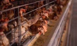 WHO, Bird Flu, Mortality Rate, Human, Animals, Mammals, Animal, Poultry, Chicken, Ducks, Cow, Texas, World Health Organization, Influenza, A(H5N1) virus
