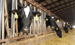 Bird Flu, Outbreak, United States, US, Texas, Ohio, Kansas, New Mexico, Government, Health, Animal Health