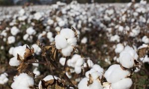 Cotton