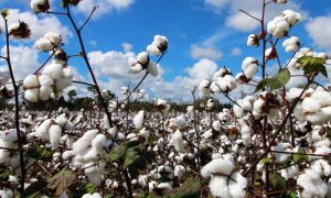 Cotton