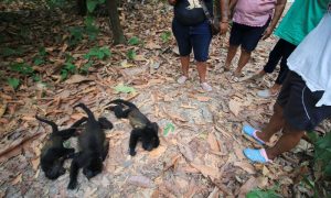 Howler Monkeys