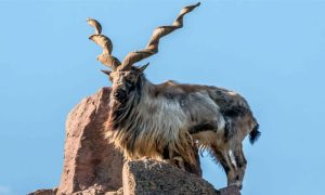 Markhor