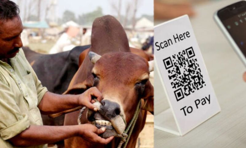 SBP, QR Code, Payment, Purchasing, Sacrificial Animals, Raast