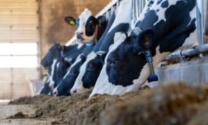 Russia, global dairy market, export, Algeria, Artem Belov,