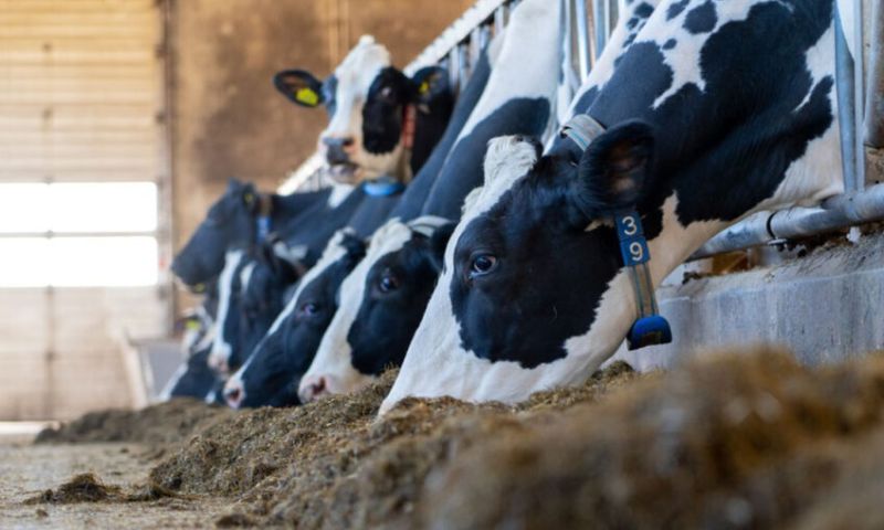 Russia, global dairy market, export, Algeria, Artem Belov,