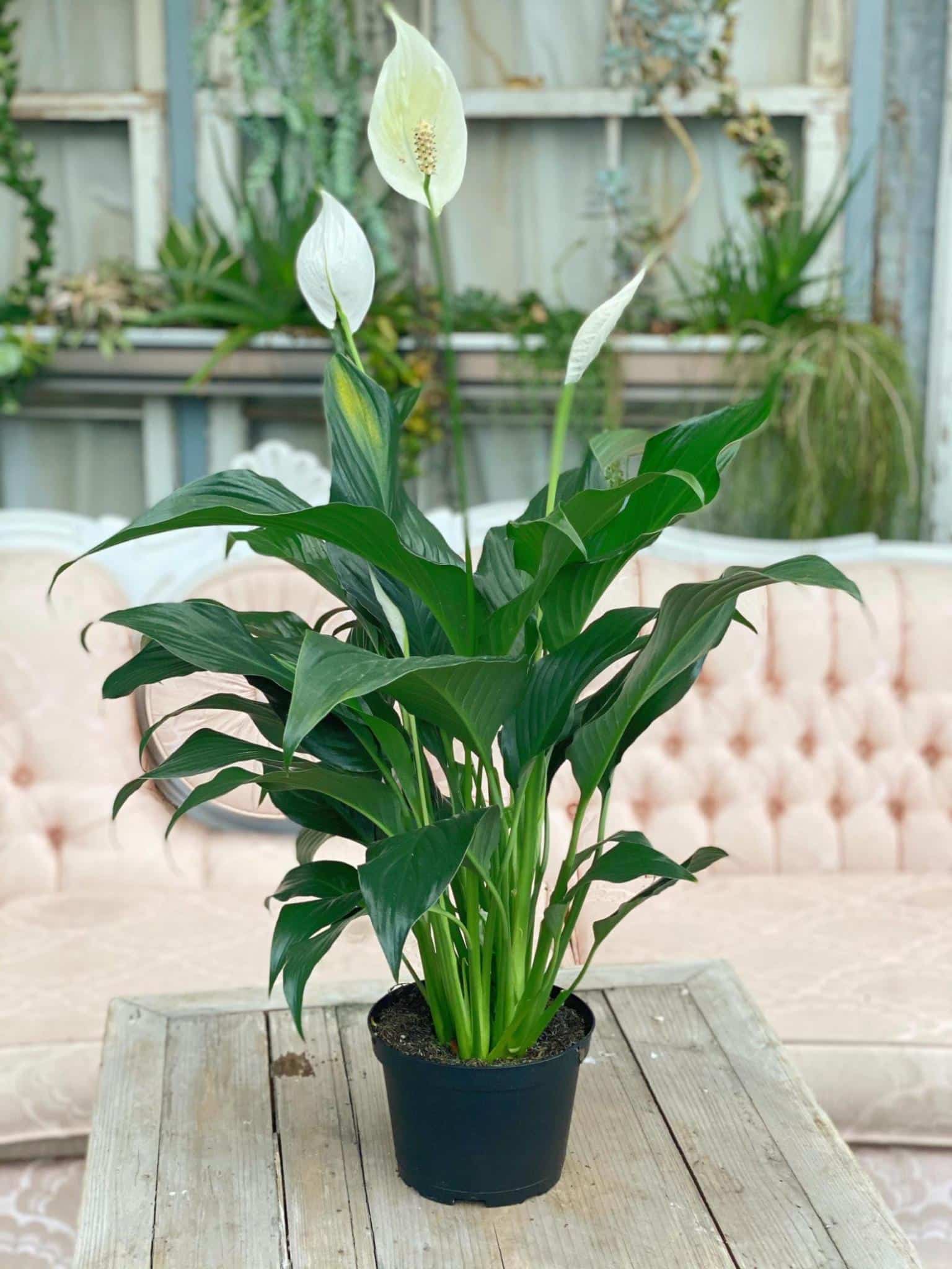 Peace Lily