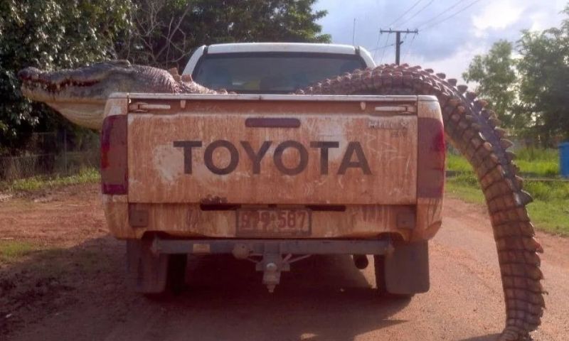 Australian