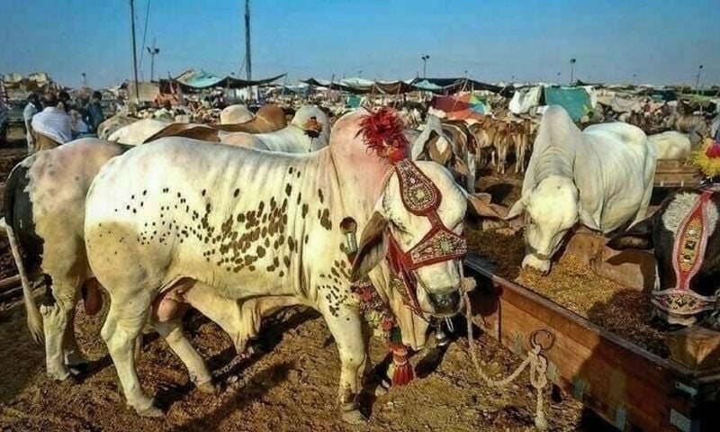 Eid-ul-Adha