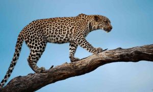 Rare Breed, Leopard, Dera Bugti, Balochistan, Sui, Social Media, Animal, Azad Jammu and Kashmir, Wildlife Department, Pakistan, Hunting