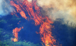 Margalla Hills Fires Measures Should Be Taken to Proetct Environment