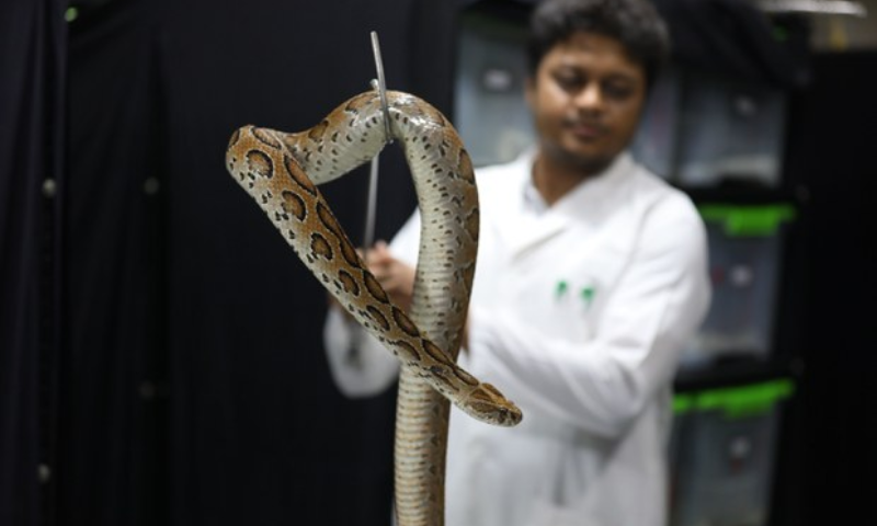 Snake Bite Cases Soar in Bangladesh