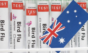 Australia, Bird Flu, Case, Travel, India, WHO, Confirms