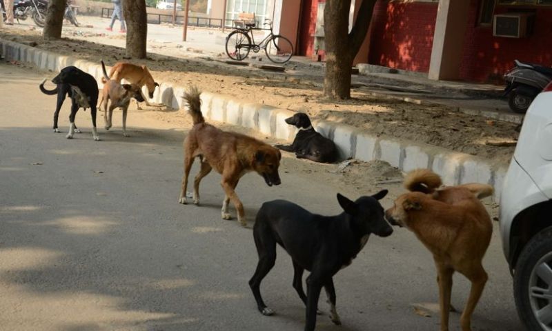 dog123