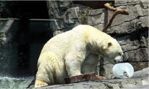 CZECH, ANIMAL, WEATHER, ZOO, PRAGUE,