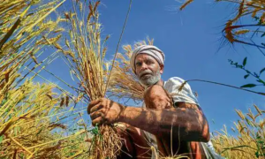 Pakistan, Kisan TV, Climate, PTV, Prime Minister, Agriculture,
