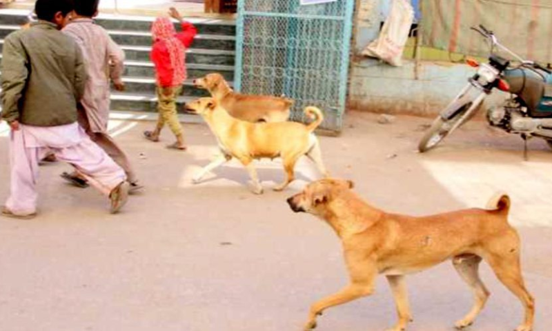 Over 5641 Dog Bite Cases Reported Across Pakistan in One Week 1