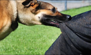 Over 5641 Dog Bite Cases Reported Across Pakistan in One Week