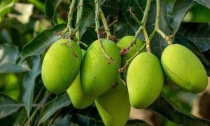 South Punjab