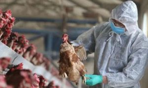 Bird Flu, WHO, World Health Organization, United States, Influenza, H5N1, Cambodia, Europe