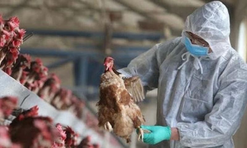 Bird Flu, WHO, World Health Organization, United States, Influenza, H5N1, Cambodia, Europe