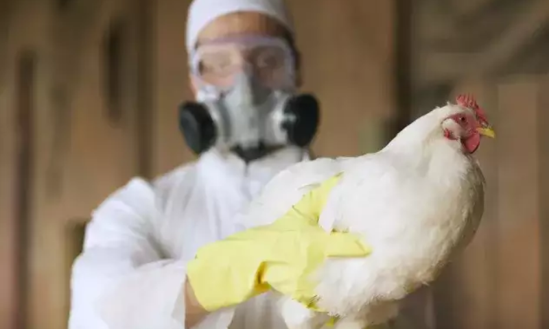 Bird Flu, Odisha, India, Poultry, Chickens, Birds, Puri, Government, H5N1 Strain, Influenza, Disease