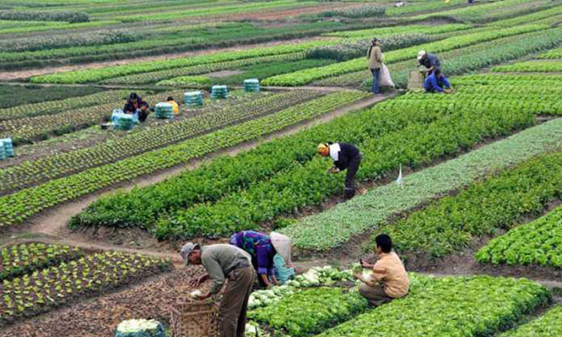 Agri Development, Pakistan, South Korea, Pakistan Agricultural Research Council, Korean Program on International Agriculture, Food Security,