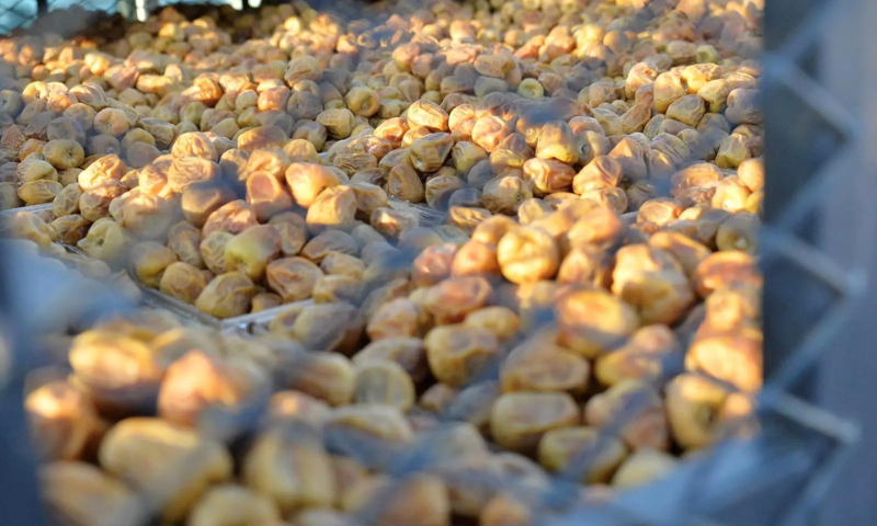 Dates, Buraidah Dates Carnival, Qassim, Ramadan, Saudi Arabia,