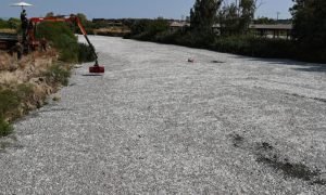 port city, Volos, central Greece, state of emergency, dead fish, Vassilis Papageorgiou,