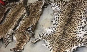 Wildlife Department, Snow Leopard, Punjab,