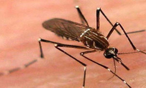 Dengue, 82 Cases, Punjab, Reported