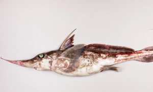 Ghost Shark, New Zealand, New, Specie,