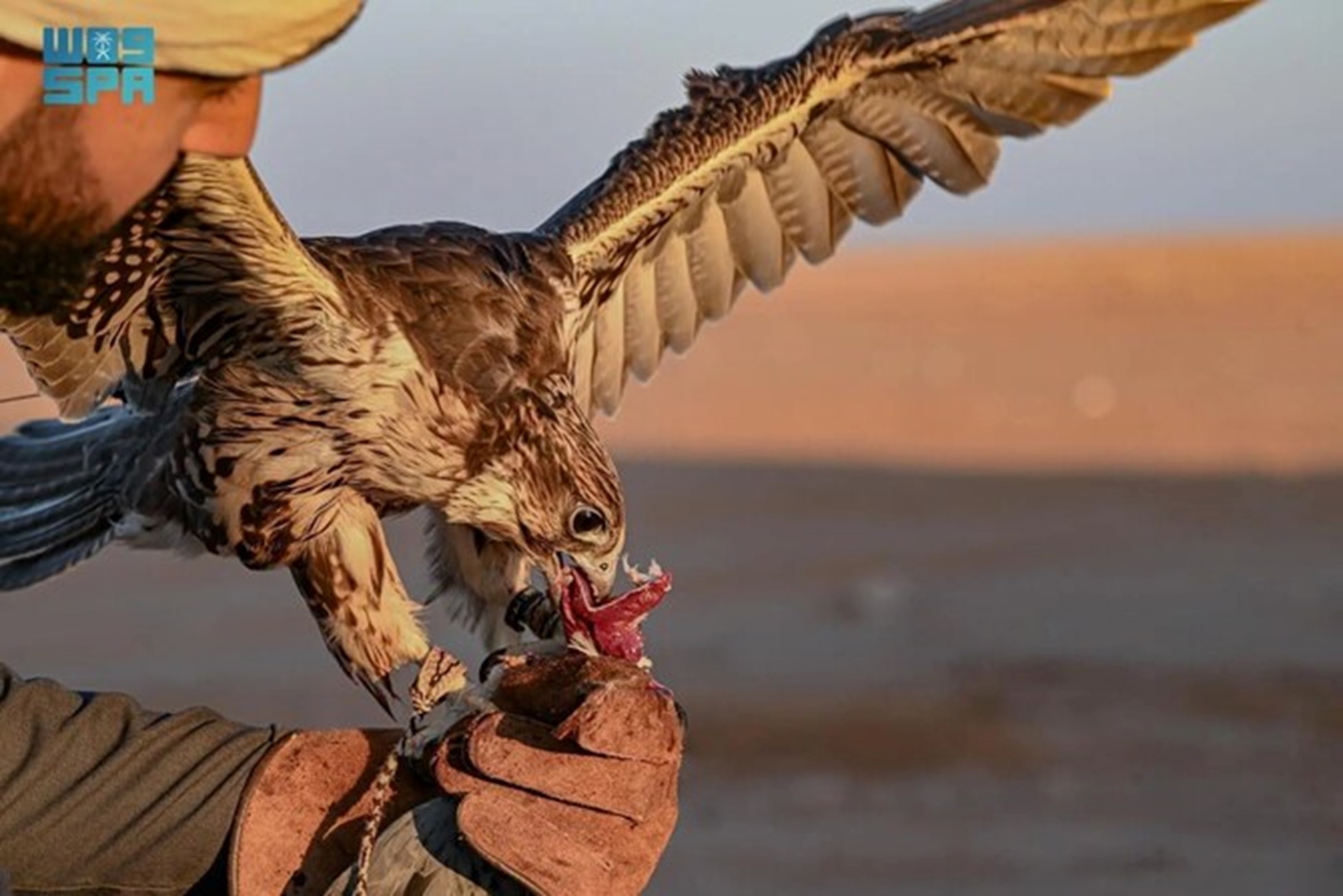 Saudi