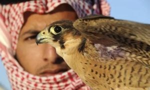 Saudi