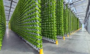 Saudi Arabia, Middle East, aeroponics, Agriculture, Soil, Japan
