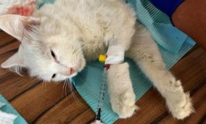 Veterinarians from the 'Sulala Animals Rescue' organisation have set up a makeshift clinic to assist animals in the Gaza Strip, who are endangered by war and lack essential food and medicine.