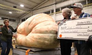 usagri, culture, festival, fair, pumpkin,