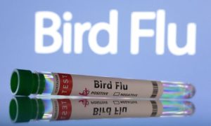 Bird Flu, WHO, Health, World Health Organization, H5N1, United States, California