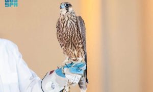Three Falcons, Saudi Falcons Club, Auction