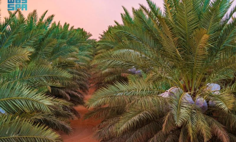 Saudi Arabia, National Center for Palms and Dates, Vision 2030, General Authority for Statistics,