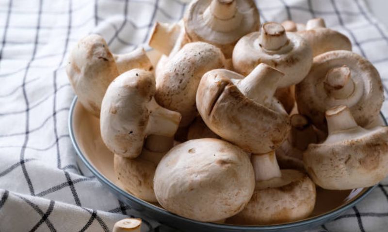 Kashmiri Mushrooms, Kashmir, Mushrooms, Economic, Agriculture