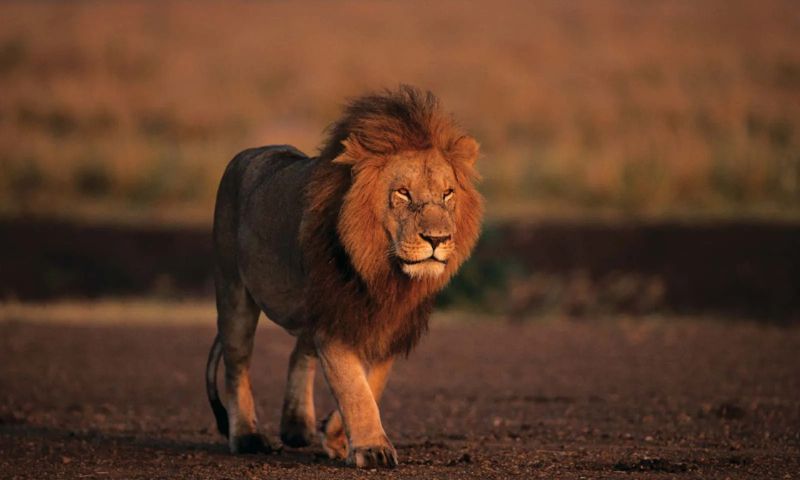 Lion