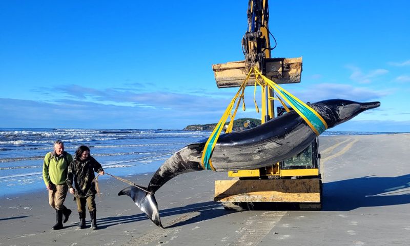 New Zealand, Conservation, Whale