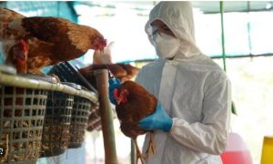 US, Bird Flu, Vaccine, Pandemic, H5N1 bird flu, Avian Influenza, California